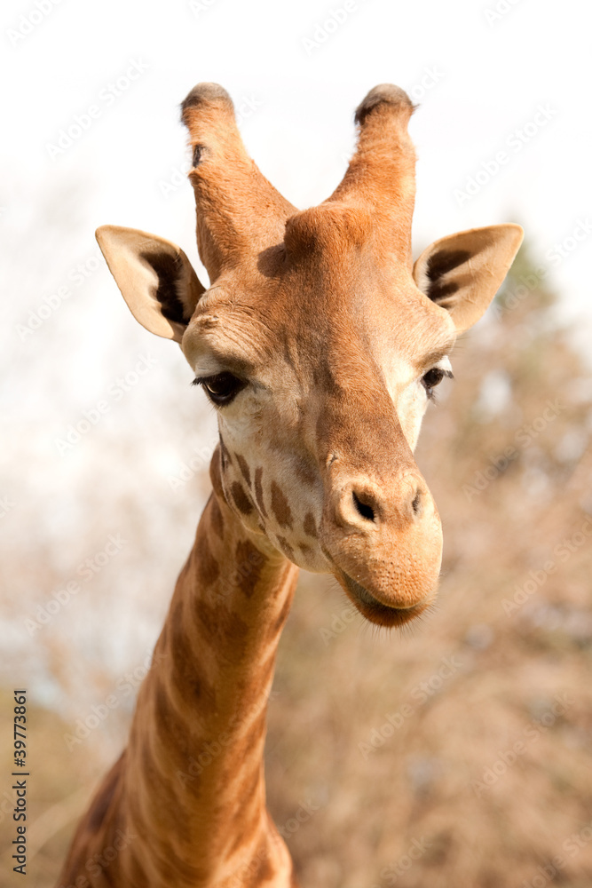 Obraz premium Closeup of a beautiful giraffe