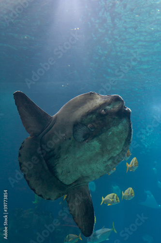 Ocean sunfish (Mola mola) in Lisbon Oceanarium