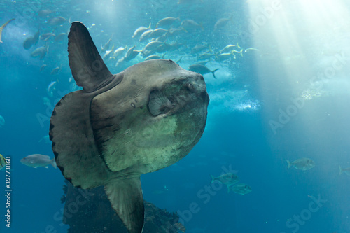 Ocean sunfish (Mola mola) in Lisbon Oceanarium