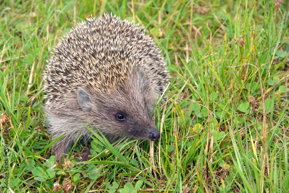Fototapeta premium Hedgehog on the green grass