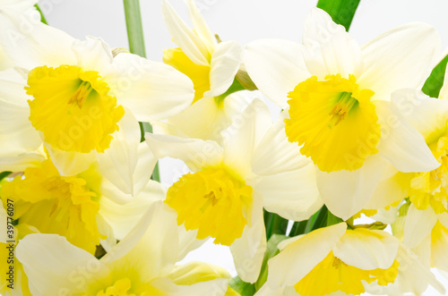 Wallpaper Mural 満開の黄色い水仙の切り花 Torontodigital.ca