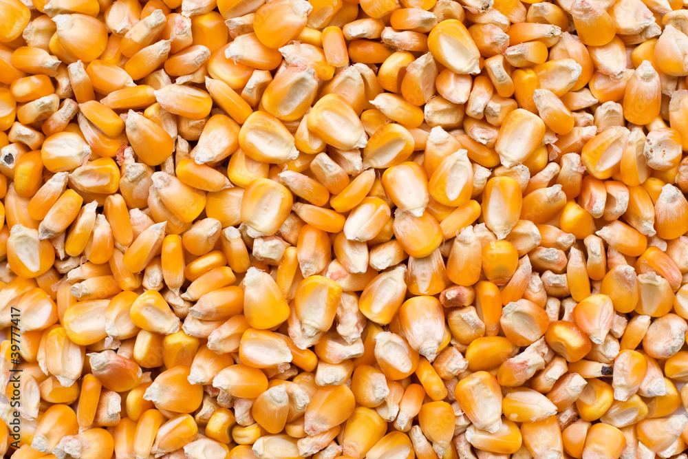 Corn seed background Corn seed background