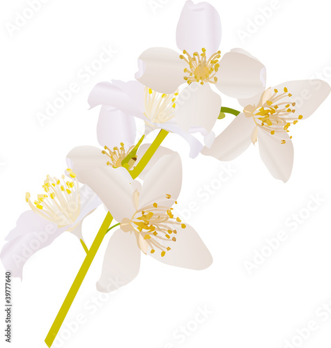 jasmin white flowers branch illustration
