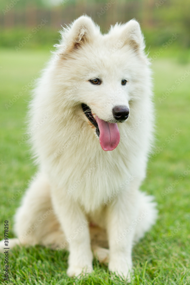 Samoyed sled dog