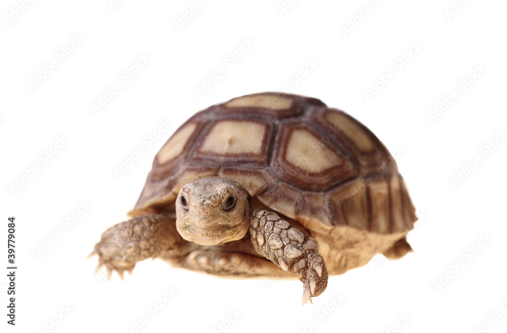 African Spurred Tortoise (Sulcata) African Spurred Tortoise (Sulcata)