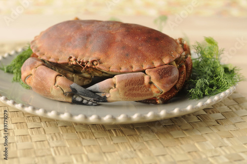 crabe photo