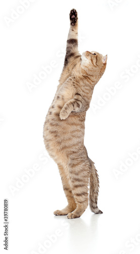 Pregnant cat looking upward isolated on white photo