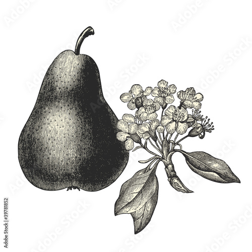 Fleurs de poirier