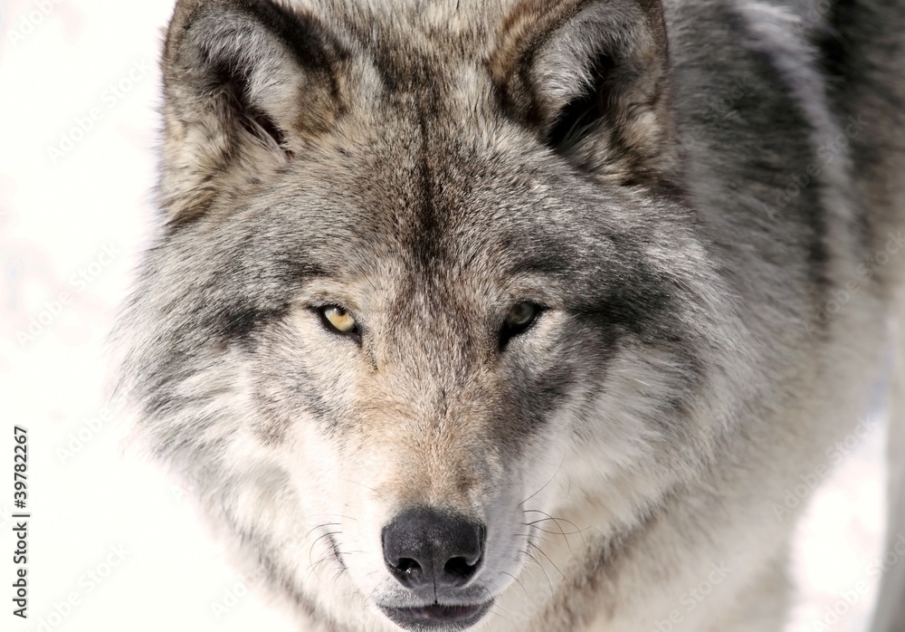 Naklejka premium roi des forets