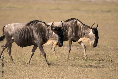 Gnu  Amboseli national Park