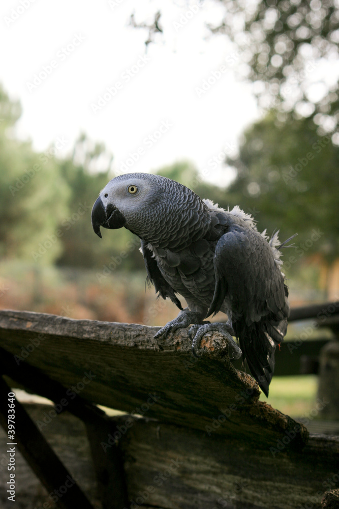 Obraz premium Gris du gabon