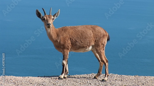 beautiful goat in the background of the sea