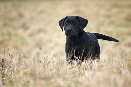 Labrador Welpe