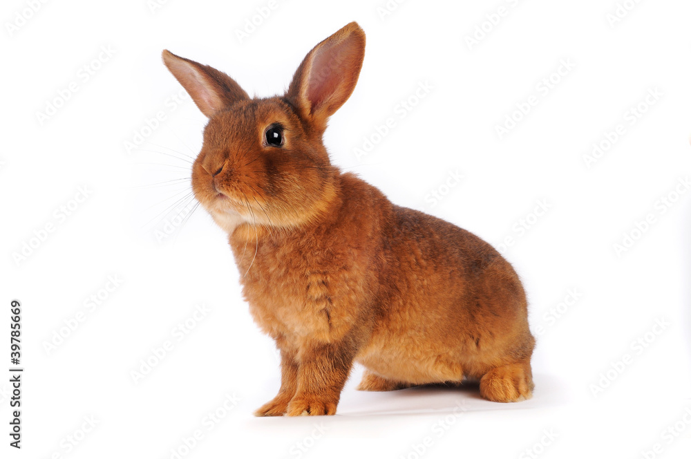 Naklejka premium Brown Rabbit