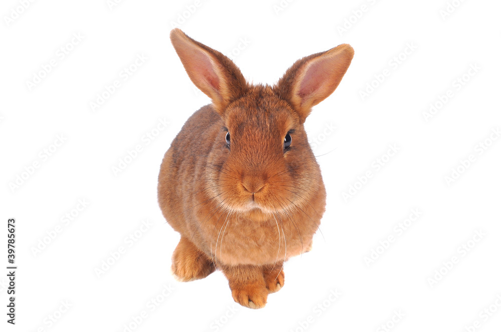 Fototapeta premium Brown Rabbit