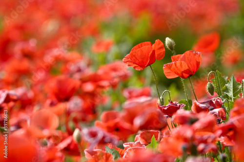 Papaveri rossi fioriti © Pixelshop
