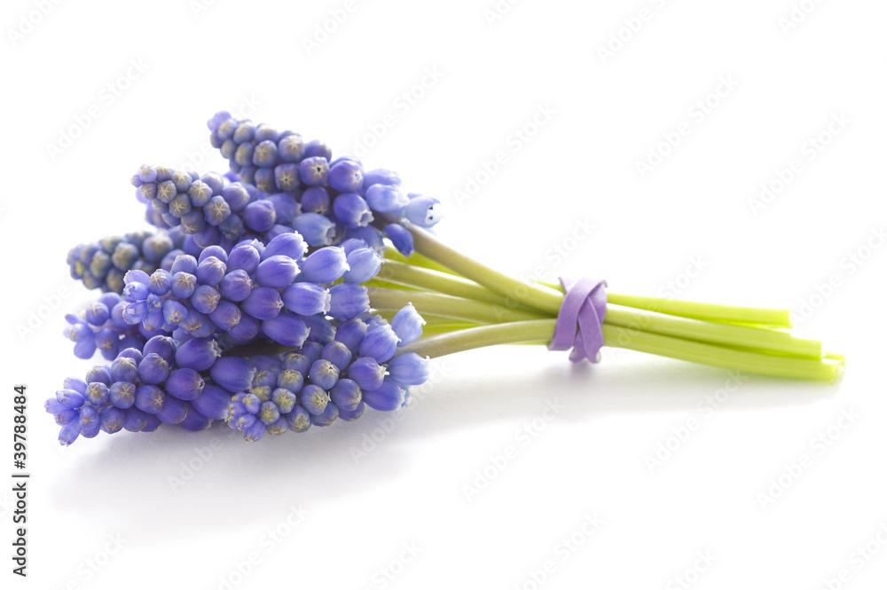 Obraz premium muscari or grape hyacinth