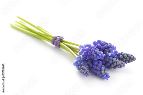 muscari or grape hyacinth