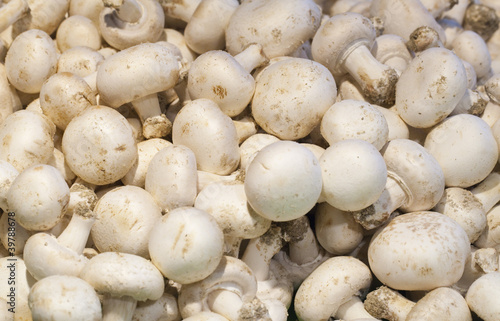 white Paris mushrooms