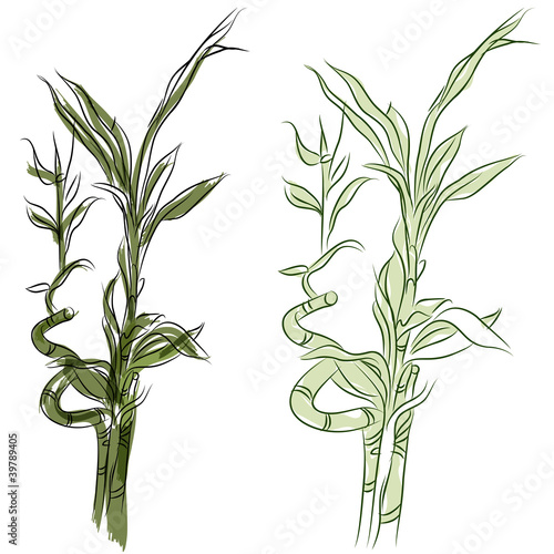 Japanese Lucky Bamboo Plant