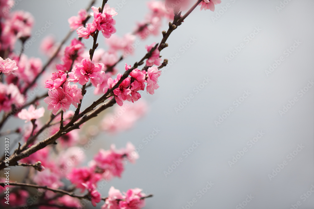 Obraz premium Plum blossom