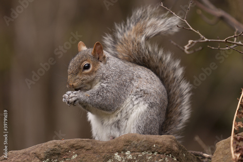 squirrel © bubu45