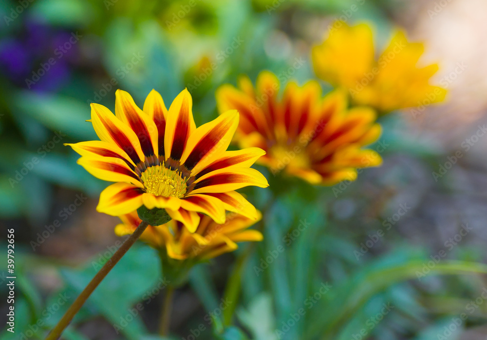 Flowers and colors of variegated garden. Flowers and colors of variegated garden.