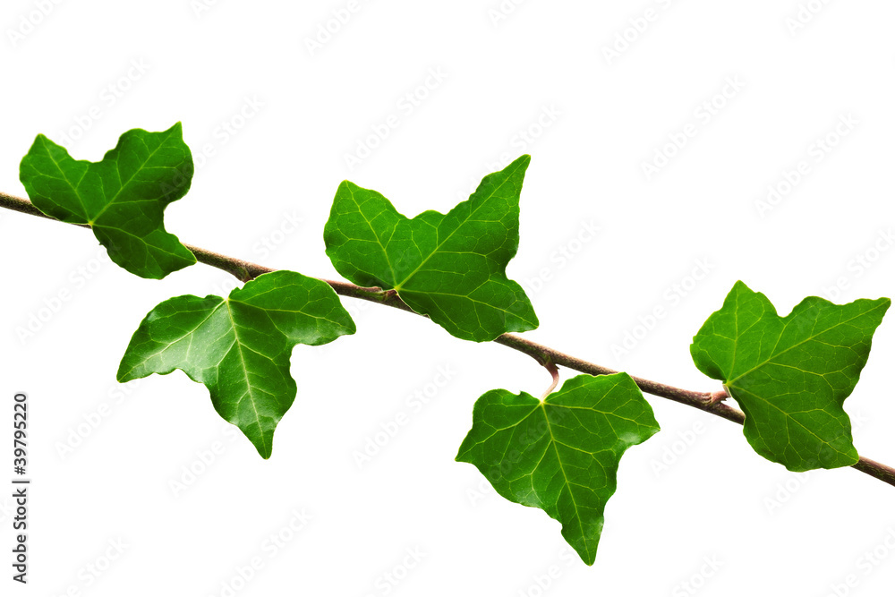 Branch of ivy Branch of ivy