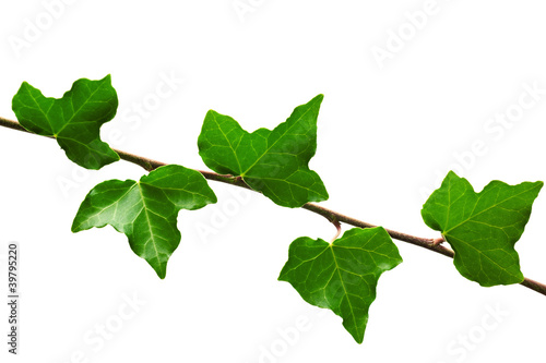 Branch of ivy