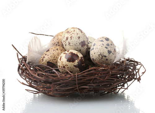 quail eggs in nest isolated on white