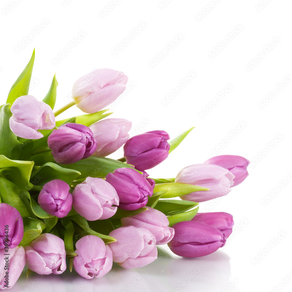 Obraz premium Purple Tulips