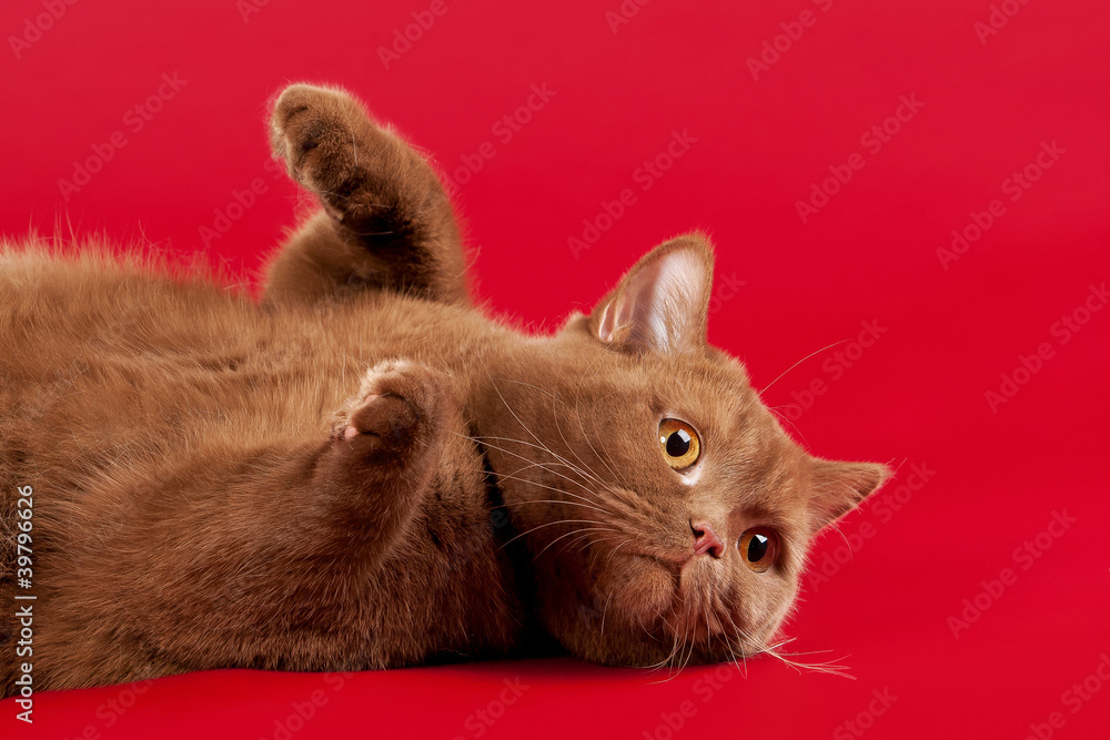 Fototapeta premium british cat on dark red background