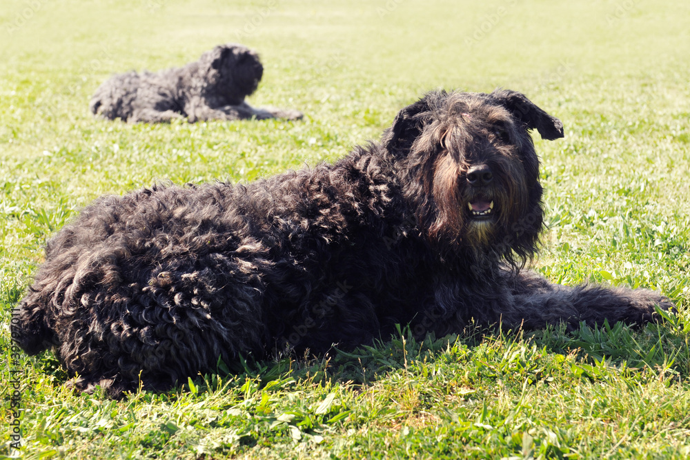 Bouvier des Flandres Bouvier des Flandres