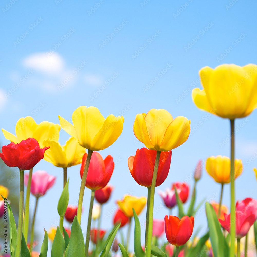 Endlich Frühling, Tulpen, Tulipa, Frühlingsanfang, Schnittblumen