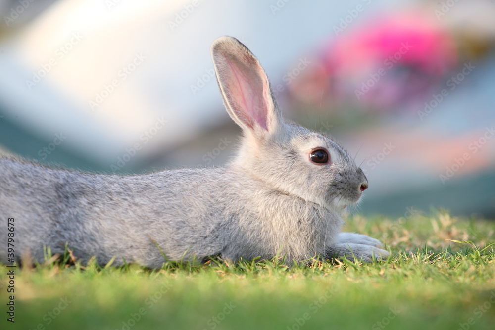 Naklejka premium rabbit relaxing on grass