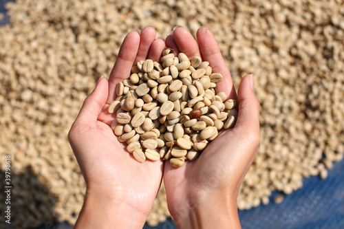 fresh coffee grains in hands.