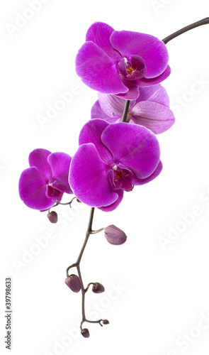 Obraz na plátně purple orchid