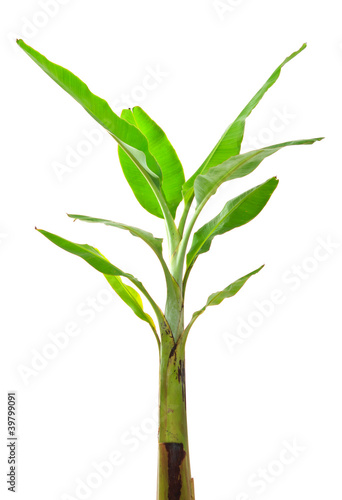 Young banana tree on white background