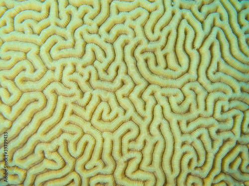 Coral texture