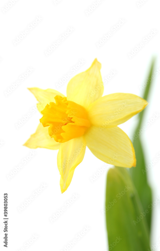 Obraz premium beautiful yellow daffodils isolated on white