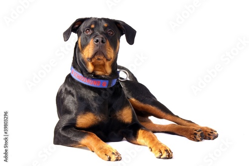 Fototapeta Naklejka Na Ścianę i Meble -  liegender Hund Rottweiler - Schoßhund