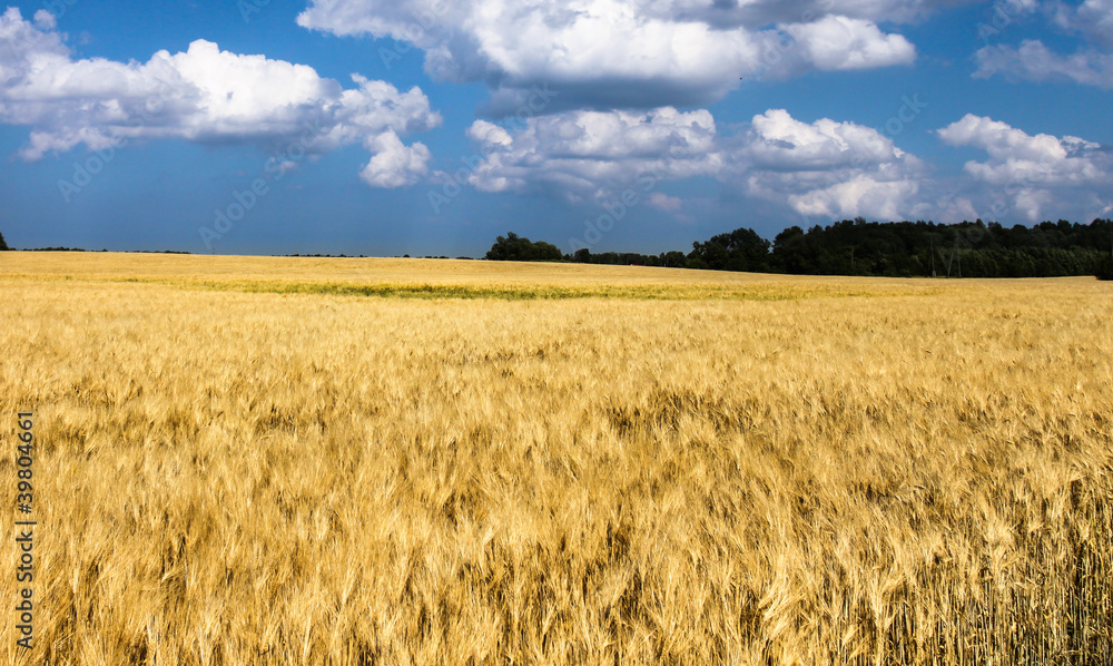 Naklejka premium Wheat field