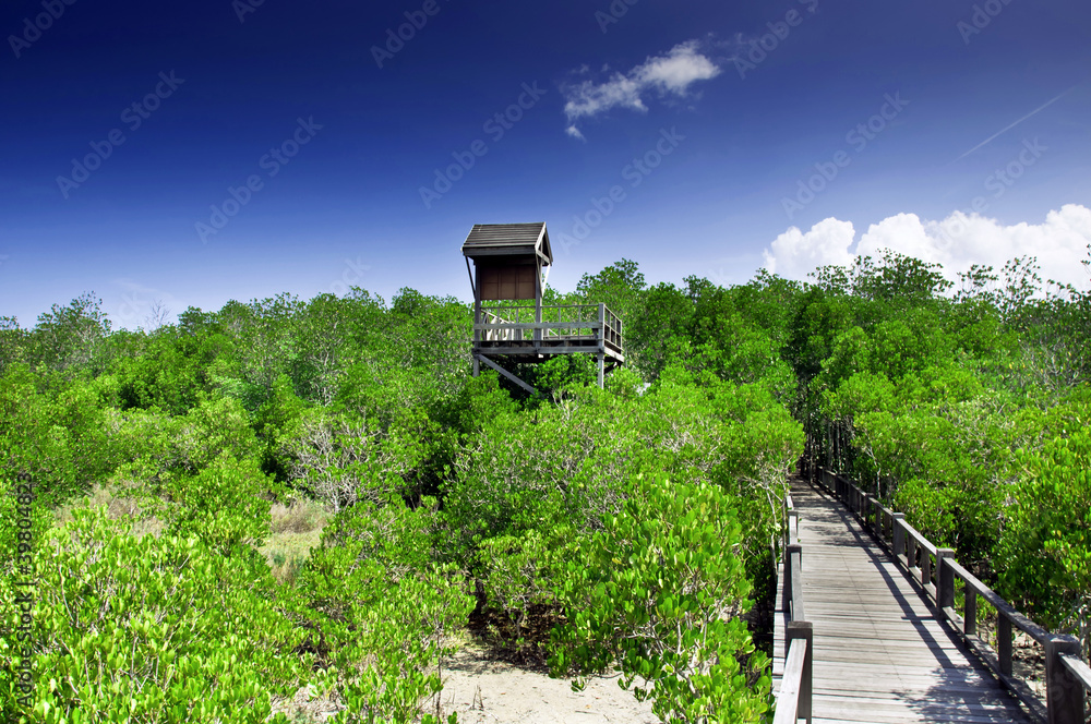 Mangrove forest Mangrove forest