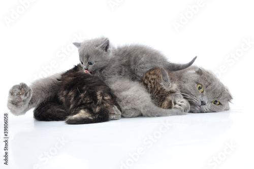 mother cat milk feeding her kittens © Cherry-Merry
