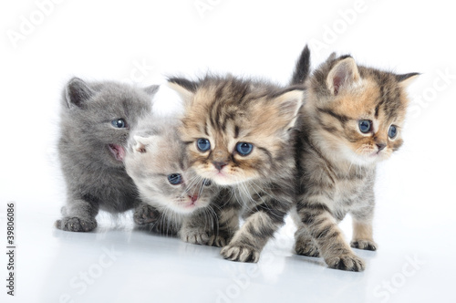 group of little kittens photo