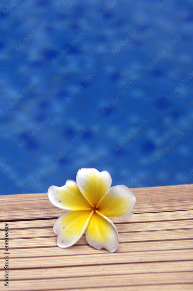 Frangipani on mat in the swimming pool Frangipani on mat in the swimming pool