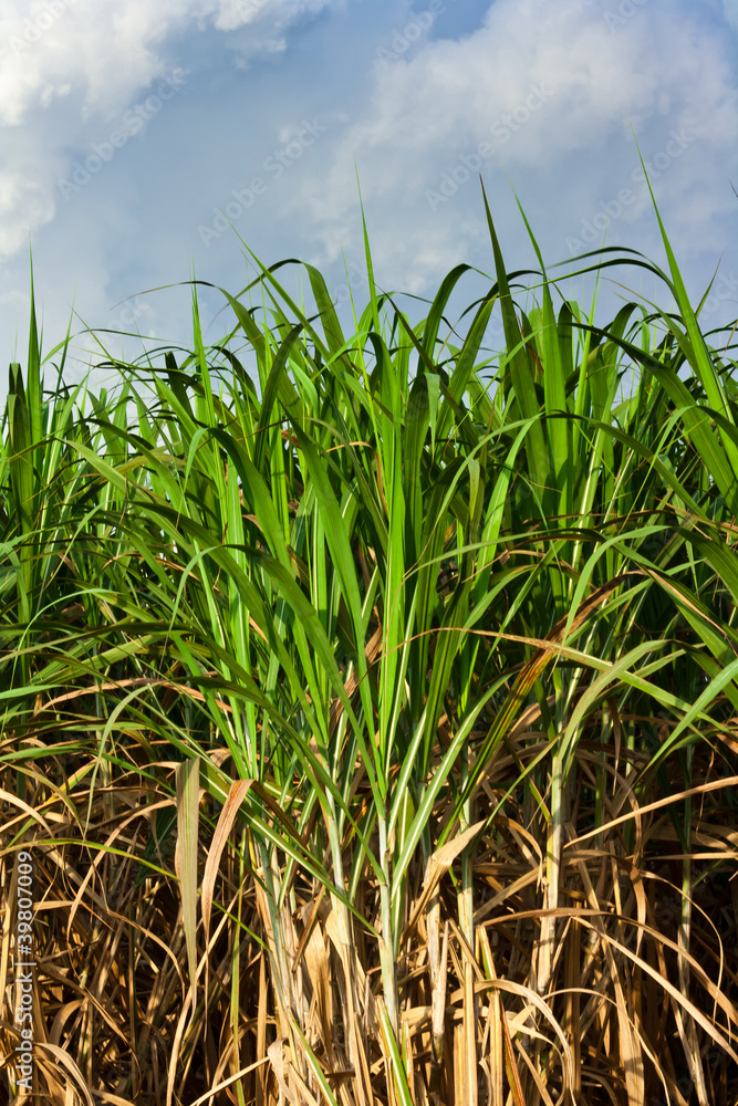 Sugarcane field in blue sky and white cloud in Thailand Sugarcane field in blue sky and white cloud in Thailand
