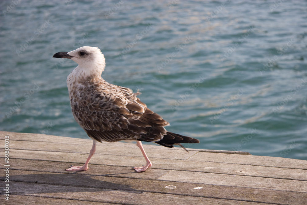 Seagulls at Barcelona Port Seagulls at Barcelona Port