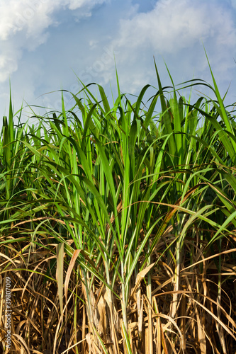 Sugarcane field in blue sky and white cloud in Thailand