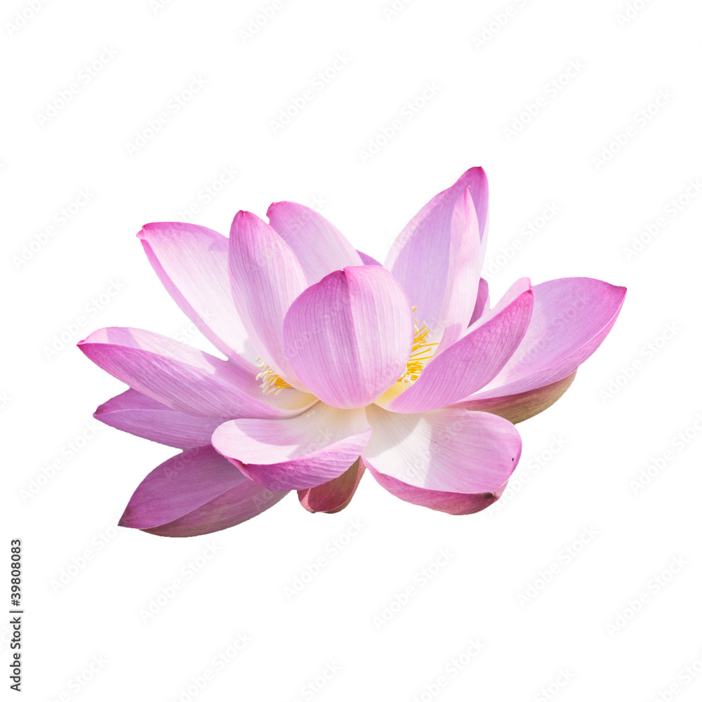 Isolated Lotus with a clipping path